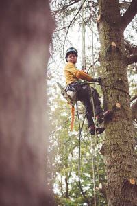 Tree Dimension Thomas Ranschaert matériel de grimpe